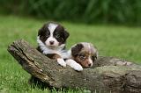 BERGER AUSTRALIEN PUPPIES 796